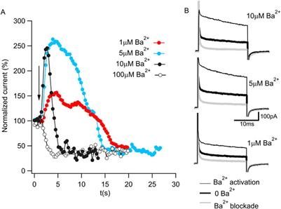 Structural bases for blockade and activation of BK channels by Ba2+ ions